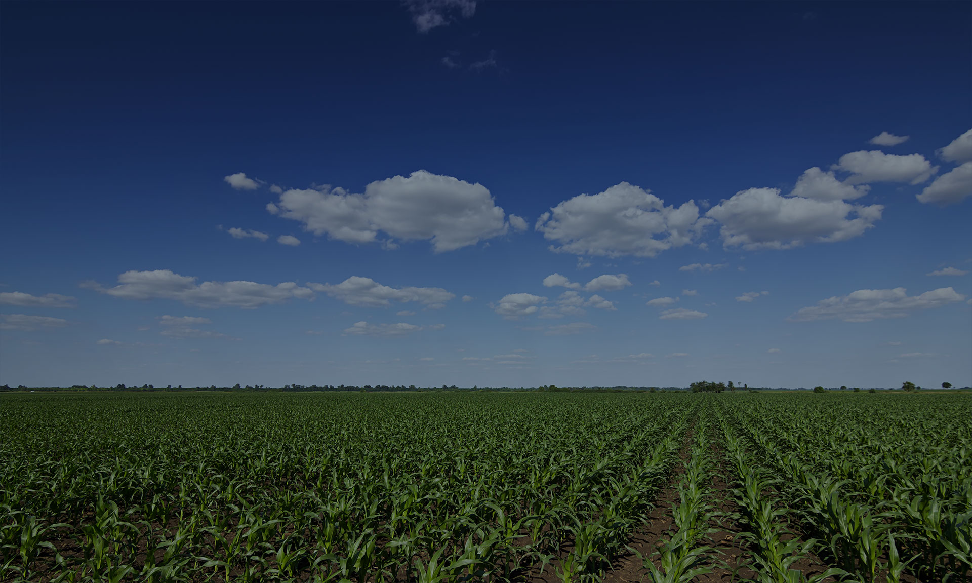 healthy corn crop fields